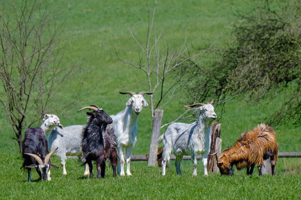 Six goats of different colours, white, brown, and black, stand in a green field.