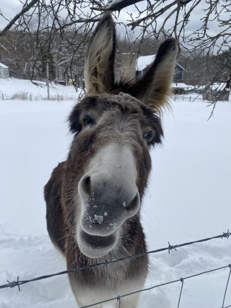 A donkey looks at the camera while standing in a snowy field.