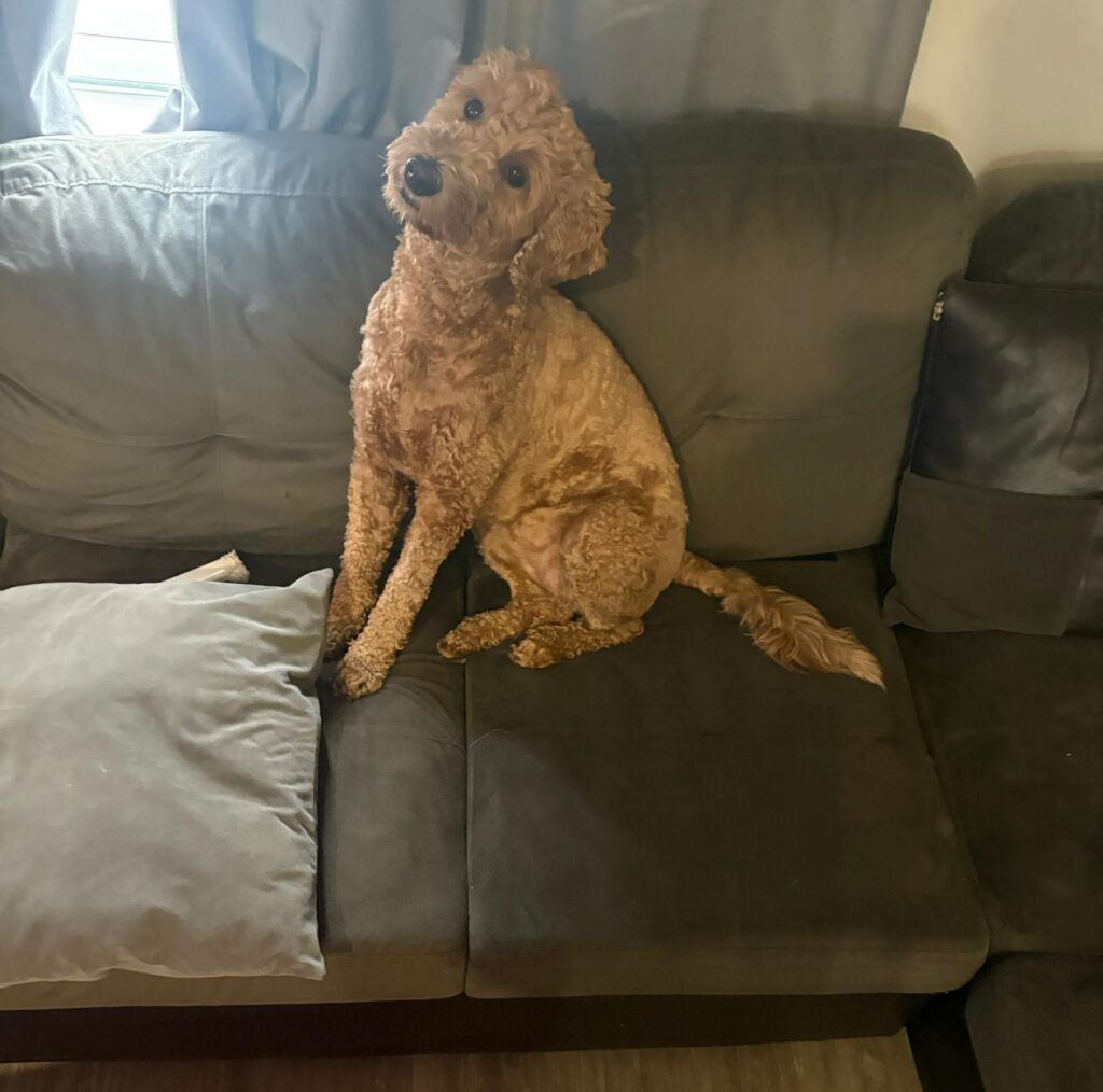 A golden doodle dog sits on a brown couch and looks at the camera.