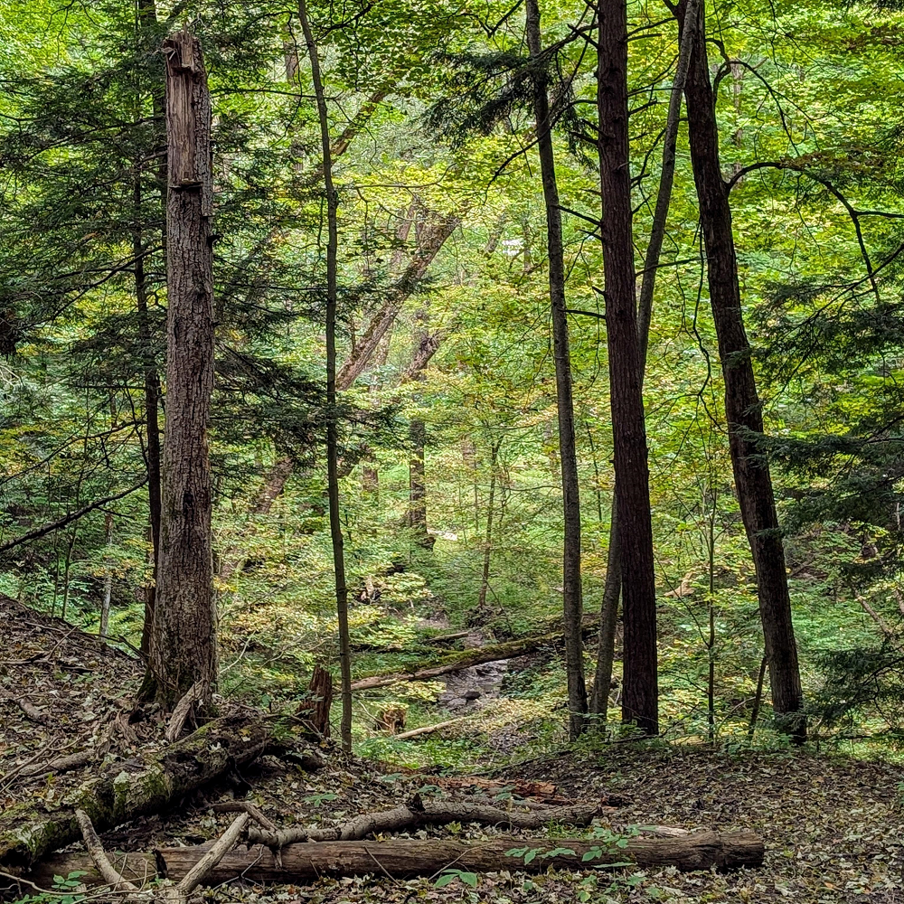 Trees in a forest