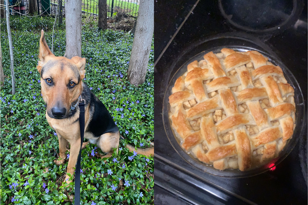 two photos in a collage- a german shepherd dog and an apple pie